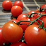 Rane sorte paradajza za staklenik od polikarbonata