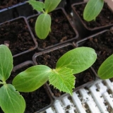 Sadnice krastavaca za početnike