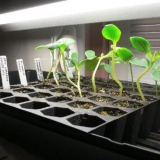 Prerasle su sadnice krastavca