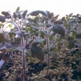 Ljubičasta sadnica paradajza