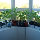 Sadnice paradajza kod kuće