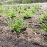 Udaljenost između grmova ogrozda i ribizle prilikom sadnje