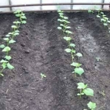 Razmak između krastavaca prilikom sadnje