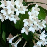 Biljka jasmina: šta je, gdje raste, opis, kako miriše