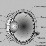 Da li bikovi vide boje?