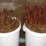 Reprodukcija kajsije kod kuće