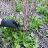 Razmnožavanje reznicama crne ribizle u proljeće