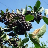 Reprodukcija aronije