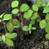 Reprodukcija i uzgoj divlje ruže iz sjemena kod kuće