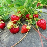 Razmnožavanje jagoda brkovima ljeti