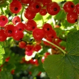 Razmnožavanje reznicama crvene ribizle u proljeće