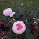 Razmnožavanje ruža ljeti reznicama