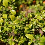 Reprodukcija šimšira