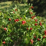 Razmnožavanje šipka reznicama: proljeće, ljeto, jesen