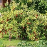 Reprodukcija reznica ribizle u proljeće