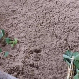 Razmnožavanje orlovih noktiju reznicama: u ljeto, proljeće i jesen