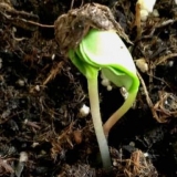 Sorte podloga za kruške