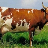 Uzgoj ayrshire rase krava