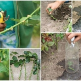 Uzgoj ruža reznicama kod kuće