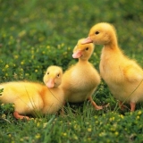 Uzgoj pataka kod kuće