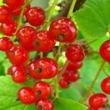 Recept za crvene ribizle sa šećerom bez kuvanja