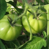 Recept za zeleni paradajz sa belim lukom za zimnicu