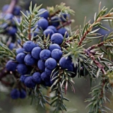 Recepti za mjesečinu na bobicama kleke