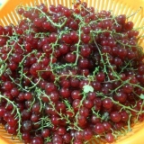 Recepti za sirup od ribizle za zimu: od crvene i crne