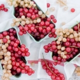 Recepti soka od bijele i crvene ribizle za zimu