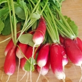 Francuski doručak od rotkvica