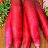 Rotkvica crveni div: opis, fotografija, recenzije