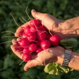 Alice's dream radish f1: recenzije + fotografije