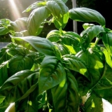 Reganova trava: opis, svojstva i upotreba