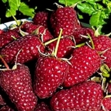 Popravka maline - sadnja i njega na otvorenom terenu