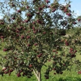 Burka sorte rowan: opis i recenzije