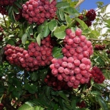 Rowan titanium: opis sorte, fotografija