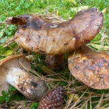 Row gigant: fotografija i opis, upotreba