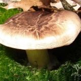 Podkovano veslanje: gdje raste u rusiji, kako izgleda, kako ga pronaći