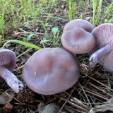 Korov ili prljav (lepista sordida): fotografija i opis gljive