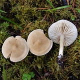 Smrdljivo veslanje: fotografija i opis gljive