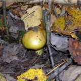 Ryadovka zelenka: fotografija i opis, kuhanje