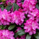 Rododendron: bolesti i liječenje, fotografija