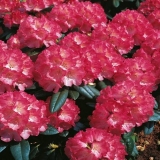 Rododendron fantazija: sadnja i njega, zimska otpornost, fotografija