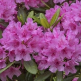 Rododendron hag: opis, njega, fotografija