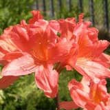 Japanski rododendron: losos, krem, bijeli princ