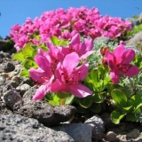 Rhododendron kamchatka: fotografija, opis, sadnja i njega