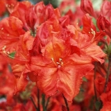 Katevbinsky rododendron: roseum elegans, cunninghams bijeli