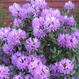 Rododendron na uralu: sorte otporne na mraz, uzgoj