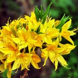 Rhododendron pontic: fotografija, opis, uzgoj