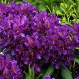 Rhododendron rasputin: opis sorte, recenzije, sadnja i njega